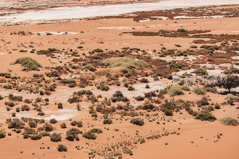 纳米比亚Sossusvlei 8年来的第一场雨后的绿洲